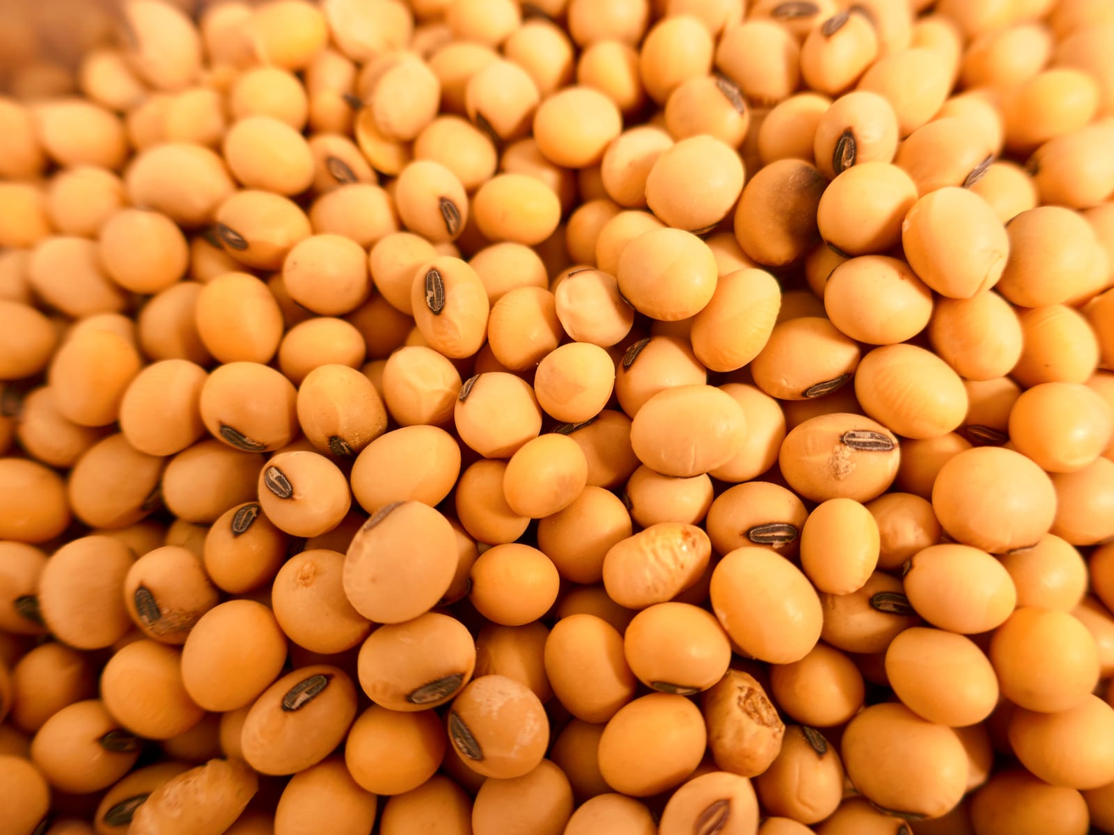 Soja 100% bio et francais